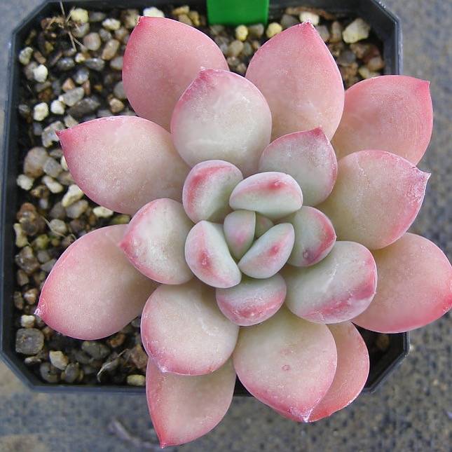 chubby cheeks succulent PRESALE Echeveria Chubby Lips, (Random) – Cedar Creek Farmhouse