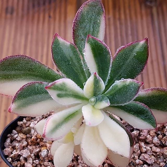 pulv oliver succulent WHITE PEACOCK! PRESALE Echeveria Pulv-Oliver, Variegata