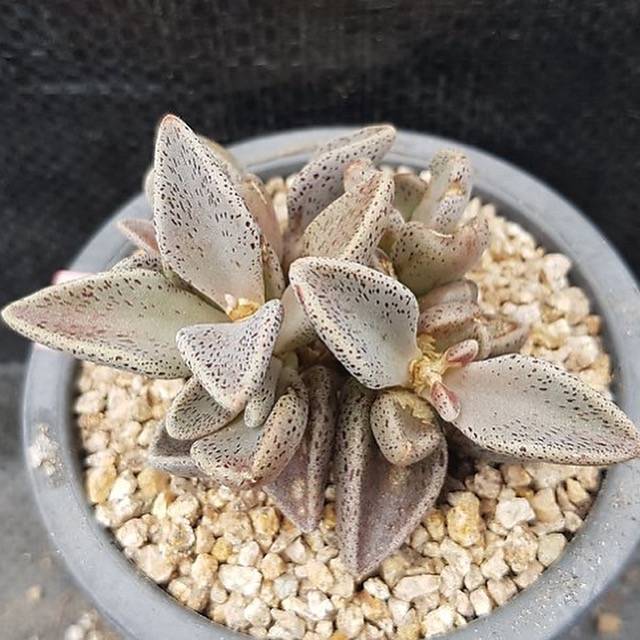 Lenophyllum Guttatum, (Random)
