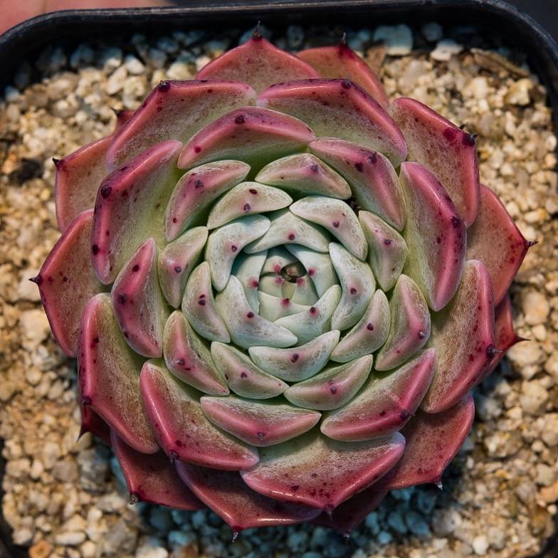 hwaga succulent Hwaga Original Hybrid- PRESALE Echeveria Lagrima