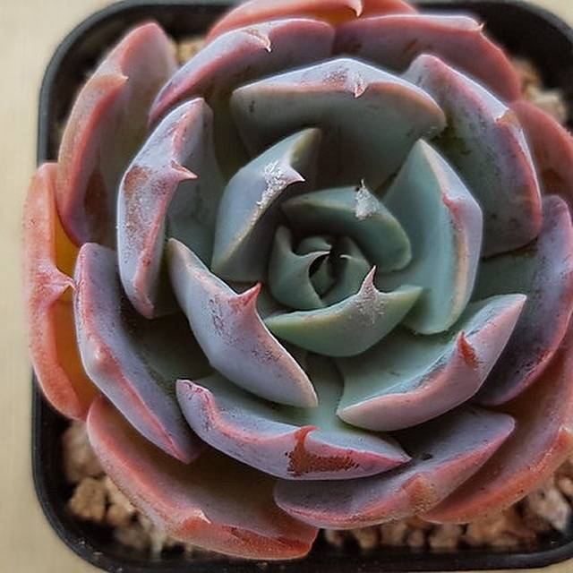 succulent liners Echeveria Color Liner, (Random)