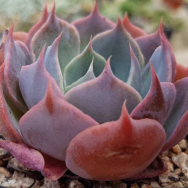 succulent liners Echeveria Color Liner, (Random)
