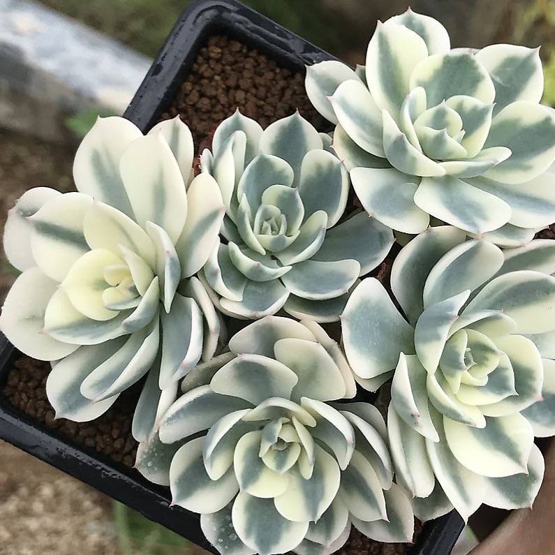 lenore dean succulent Echeveria Lenore Dean Clusters, (Random) – Cedar Creek Farmhouse
