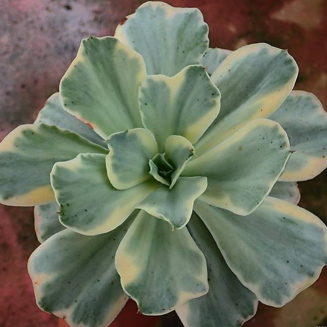 japan moon river succulent Echeveria Japan Moon River, (Random)