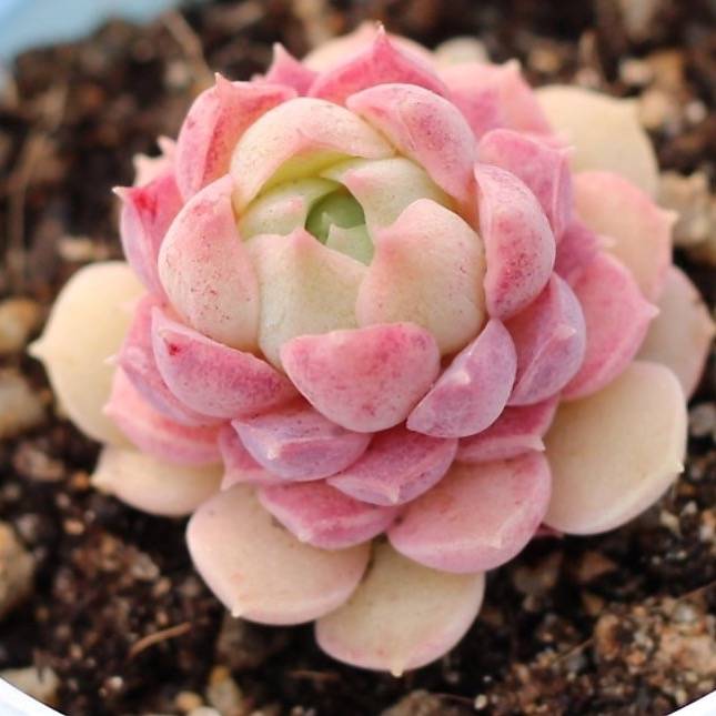 charlotte succulents PRESALE Echeveria Charlotte Sp