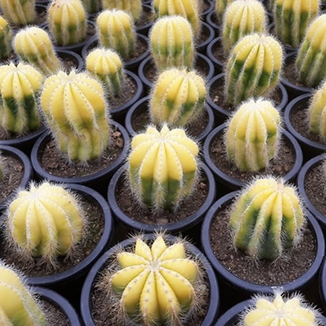 Watermelon Cactus, Variegated, (Random) Cedar Creek Farmhouse