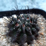 WHITE PEACOCK! Cacti Hybrid (Ortegocactus Macdougalii?)