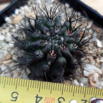 WHITE PEACOCK! Cacti Hybrid (Ortegocactus Macdougalii?)