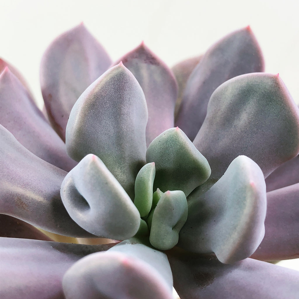 lilac spoons succulent Echeveria Cupid (Aka Lavendar Spoon)