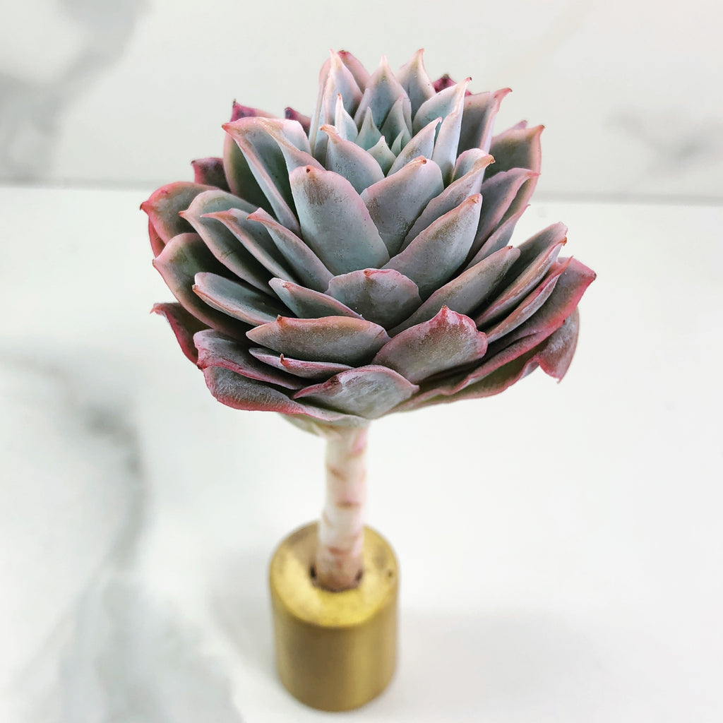 rose queen succulent Echeveria Rose Queen – Cedar Creek Farmhouse
