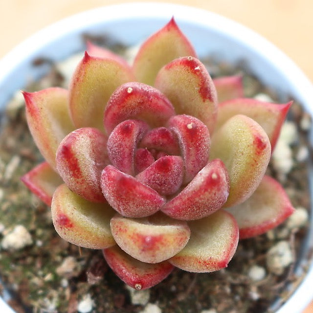 PRESALE Echeveria Black Forest Sp., (Not so Random) – Cedar Creek