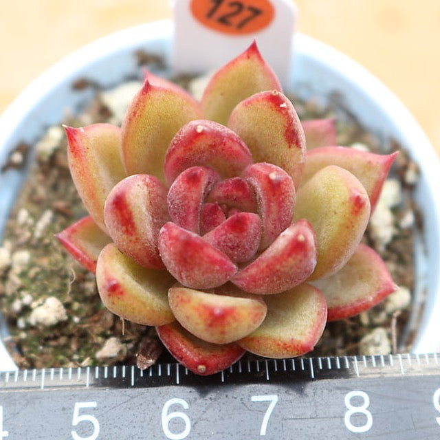 PRESALE Echeveria Black Forest Sp., (Not so Random) – Cedar Creek