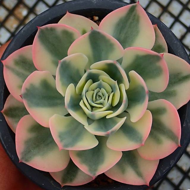 lenore dean succulent PRESALE Echeveria Lenore Dean, (Not so Random)
