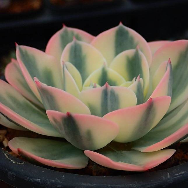 lenore dean succulent PRESALE Echeveria Lenore Dean, (Not so Random) – Cedar Creek Farmhouse