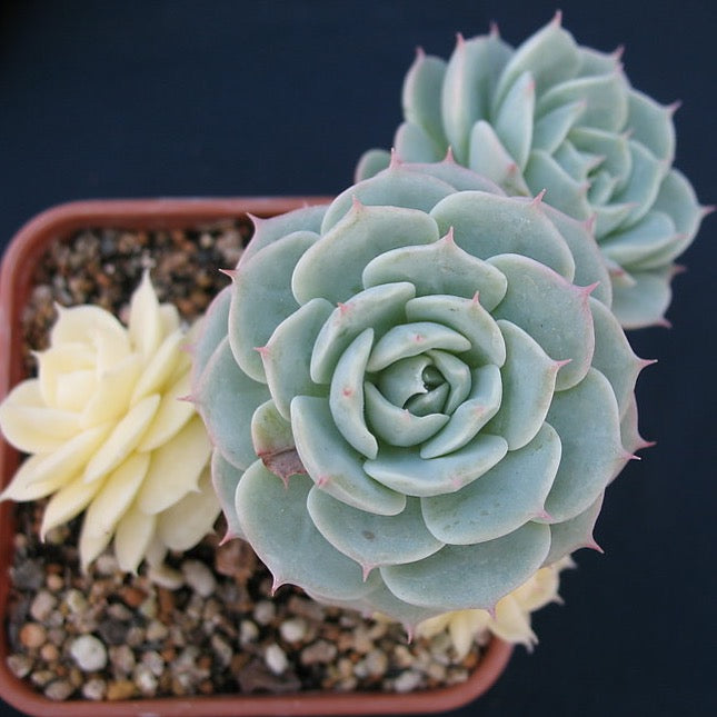 PRESALE Echeveria Glauca Variegata (Not so Random)