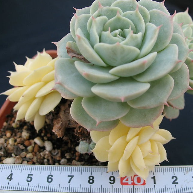 echeveria glauca succulent PRESALE Echeveria Glauca Variegata (Not so Random) – Cedar Creek Farmhouse