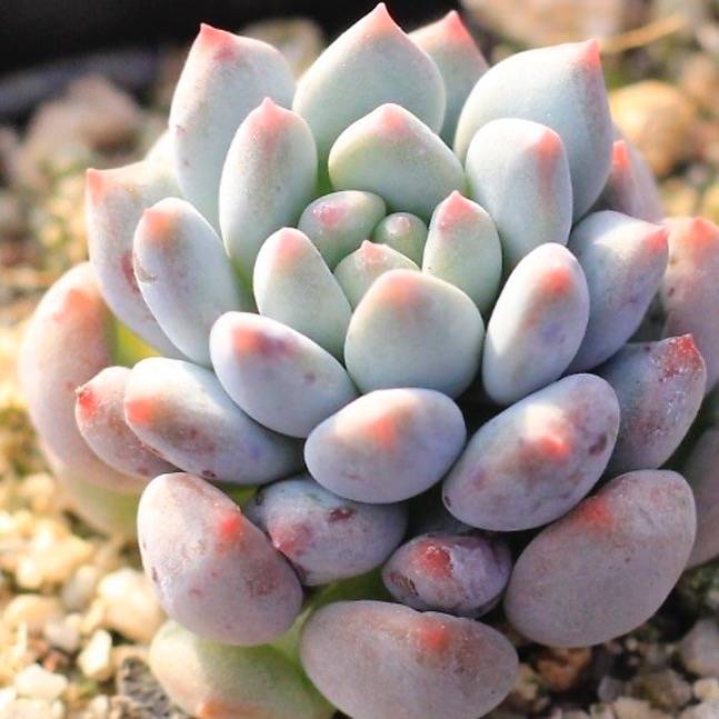 succulent ball for sale PRESALE Echeveria Crown Ball, (Not so Random) – Cedar Creek Farmhouse
