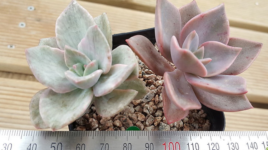 PRESALE Echeveria Bainesii, Variegata, (Not so Random) – Cedar