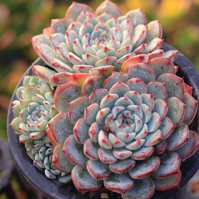 blue minima succulent PRESALE Echeveria Blue Minima, Cluster