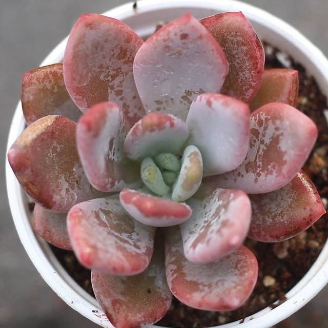 pink moon succulent PRESALE Echeveria Pink Moon