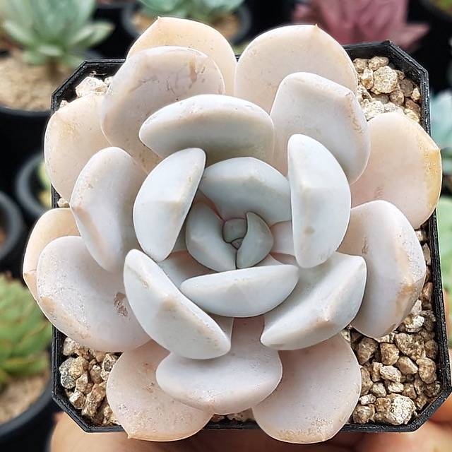 tiramisu succulent ***SPECIAL REQUEST***- Echeveria 'Tiramisu'