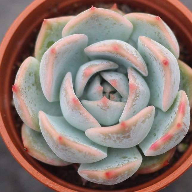 heart succulent echeveria cheyenne SPECIAL REQUEST***- Echeveria 'Lonely Heart' – Cedar Creek Farmhouse