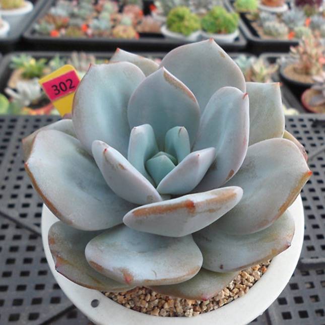 cream tea succulent Presale Echeveria Cream Tea, (Random) – Cedar Creek Farmhouse