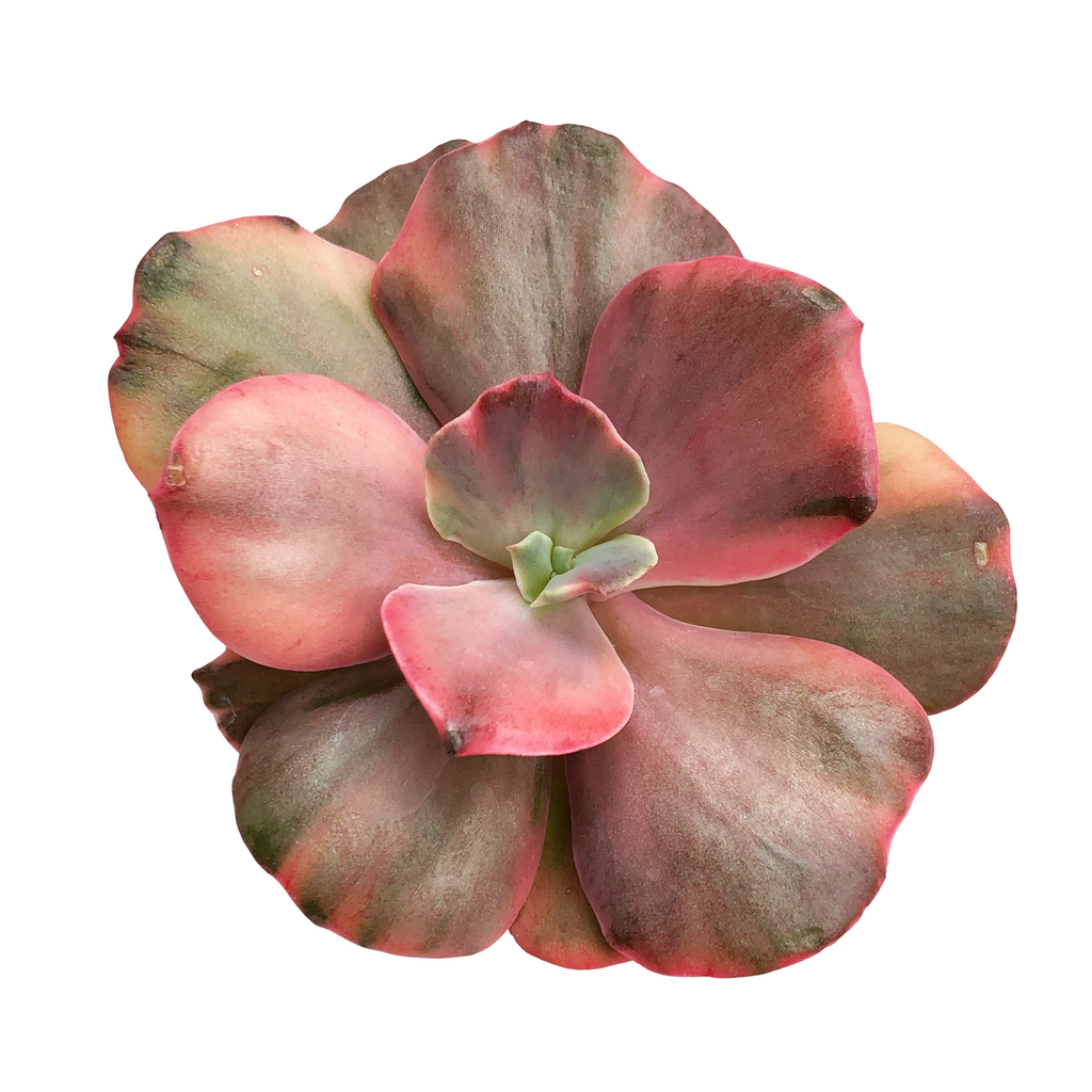 pink frills succulent Echeveria Suyon Frill, Variegata – Cedar Creek Farmhouse