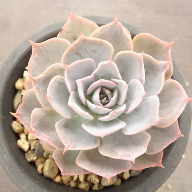 unknown succulents Presale Echeveria Unknown, (Not so Random) – Cedar Creek Farmhouse