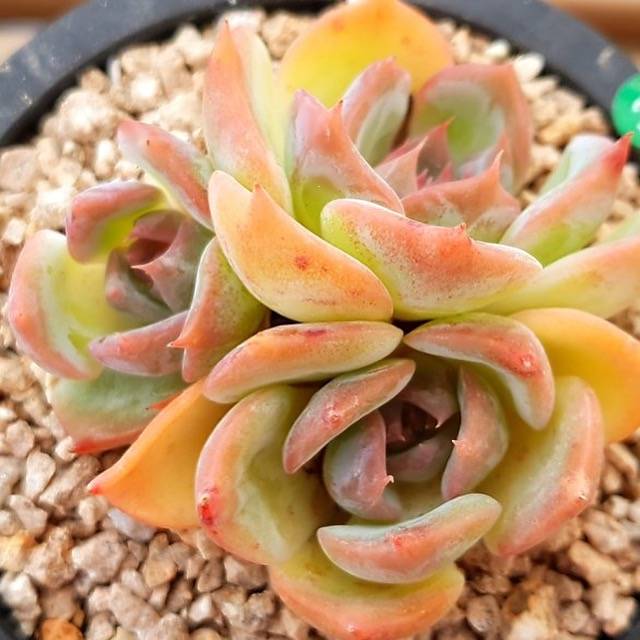 glowing star succulent PRESALE Echeveria Angel Star, (Random) – Cedar Creek Farmhouse