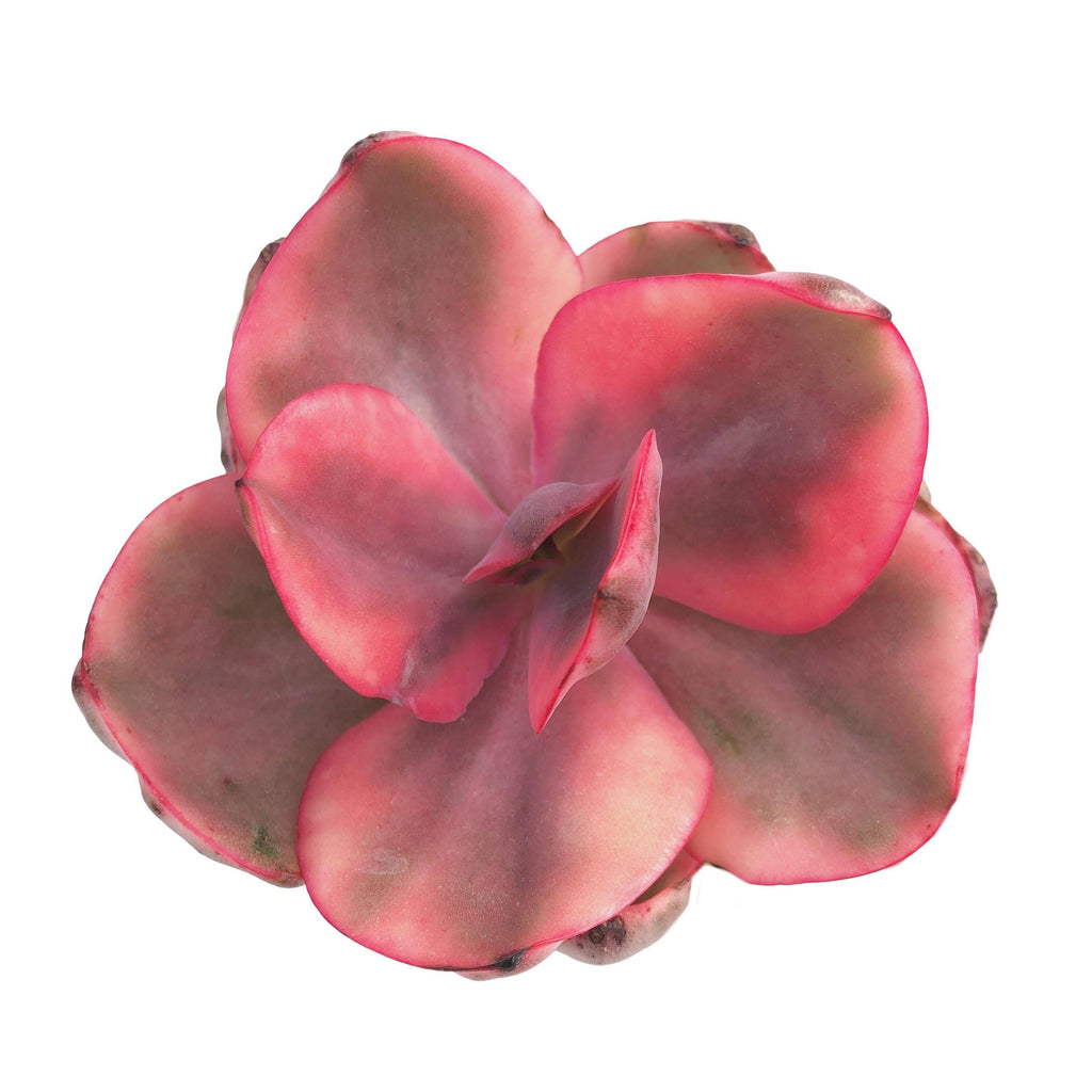 Echeveria Golden State, Variegata – Cedar Creek Farmhouse