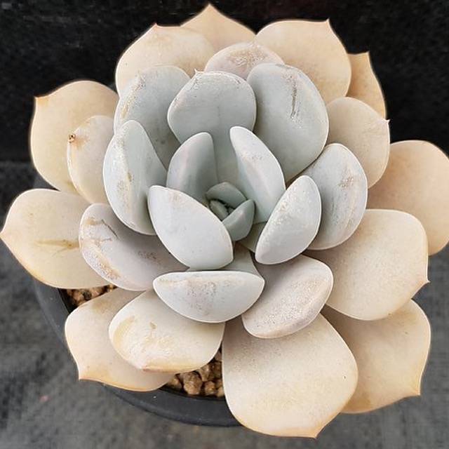 tiramisu succulent PRESALE Echeveria 'Tiramisu,' (Not so Random)