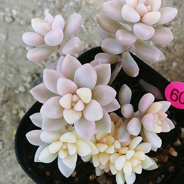 mirinae succulent HALLOWEEN SPECIAL! PRESALE Graptoveria Mirinae, Variegata, (Random)
