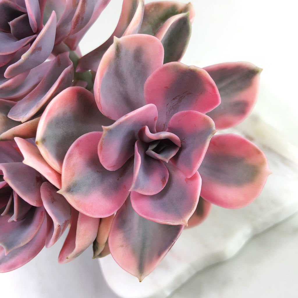 west rainbow succulent Echeveria West Rainbow Cluster, (Four Heads) – Cedar Creek Farmhouse