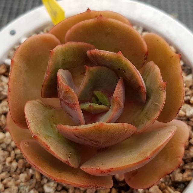 PRESALE Echeveria 'Sunshine,' (Not so Random) – Cedar Creek Farmhouse