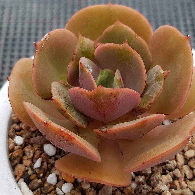 succulent sunshine PRESALE Echeveria 'Sunshine,' (Not So Random) – Cedar Creek Farmhouse