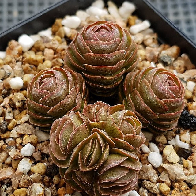 crassula david succulent PRESALE Crassula David, (Not so Random)