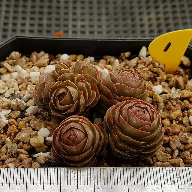 crassula david succulent PRESALE Crassula David, (Not so Random)