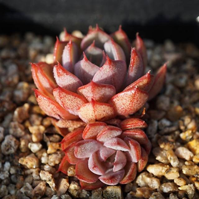 levi pot plant PRESALE Echeveria 'Levi,' (Random) – Cedar Creek Farmhouse