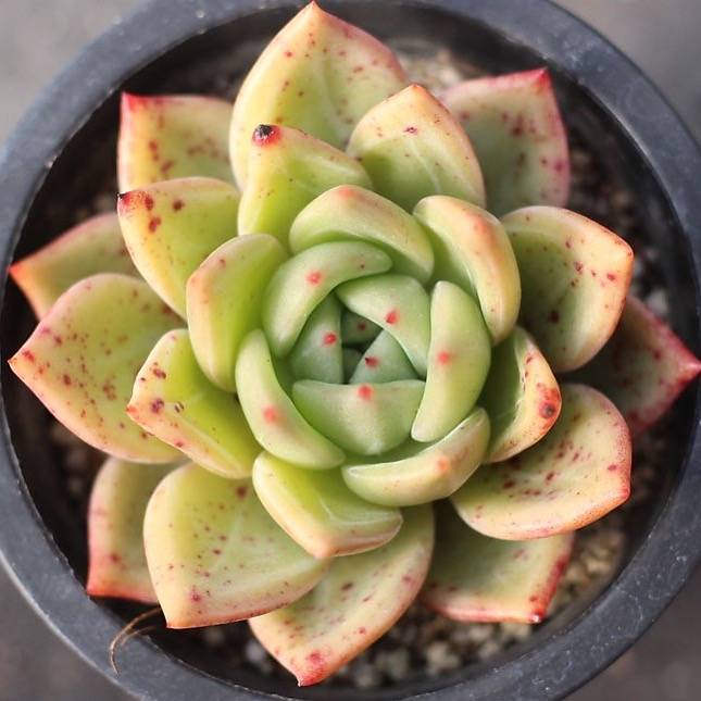 champagne succulent Presale Echeveria Champagne – Cedar Creek Farmhouse