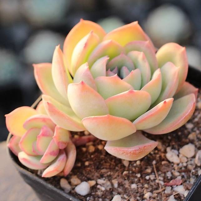 dew plant succulent Presale Echeveria 'Morning Dew', (Double) – Cedar Creek Farmhouse