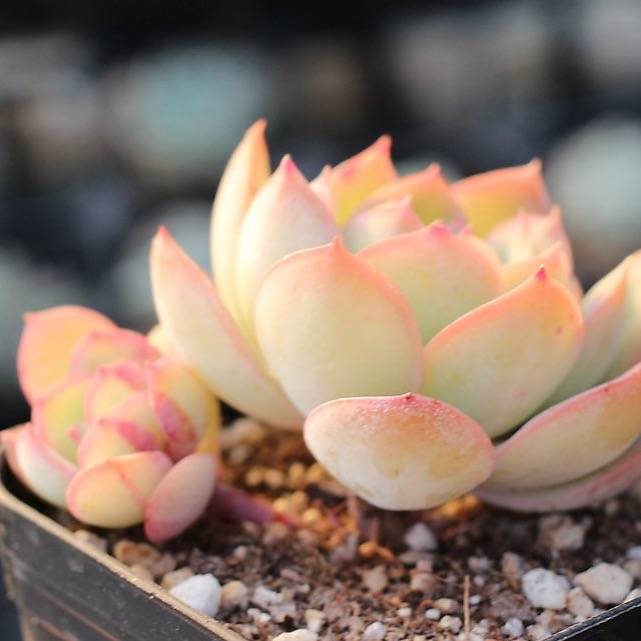 morning dew succulent Presale Echeveria 'Morning Dew', (Double) – Cedar Creek Farmhouse