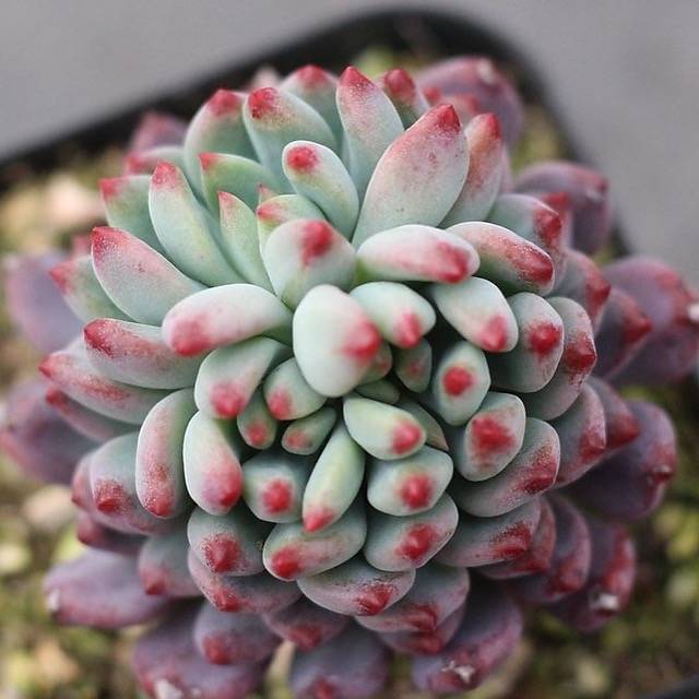 blue elf succulent Presale Sedeveria Blue Elf, Cristata – Cedar Creek Farmhouse