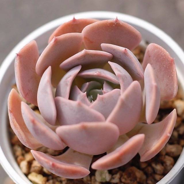 texas rose succulent plant PRESALE Echeveria 'Texas Rose'