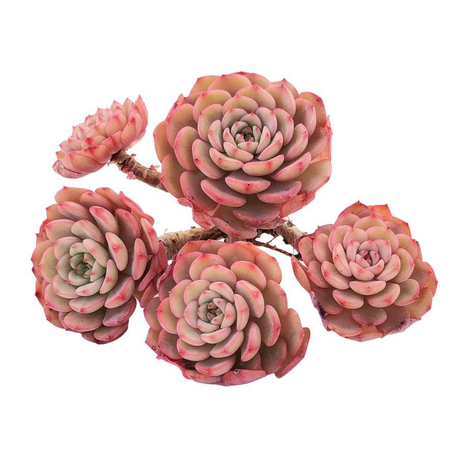Echeveria Sugar Baby, Cluster – Cedar Creek Farmhouse