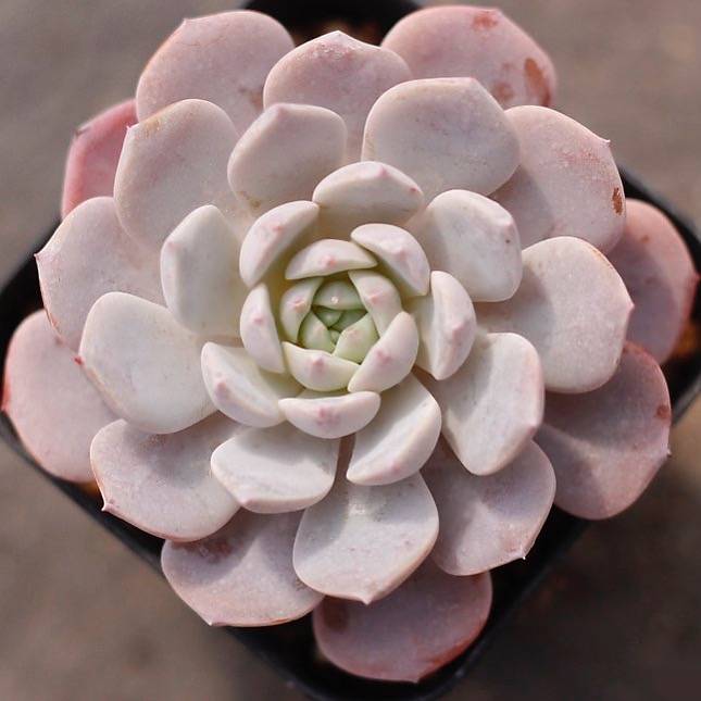luna succulents PRESALE Echeveria Luna, (New!)