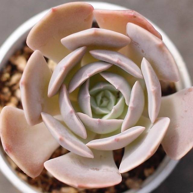 texas rose succulent plant PRESALE Echeveria Texas Rose