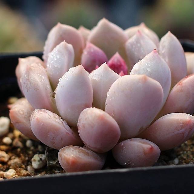 pink pebbles succulent PRESALE Echeveria Pebbles – Cedar Creek Farmhouse