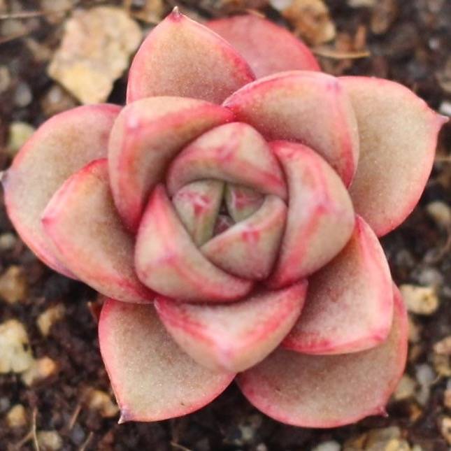 mountain creek succulents PRESALE Echeveria 'Snow Mountain' – Cedar Creek Farmhouse
