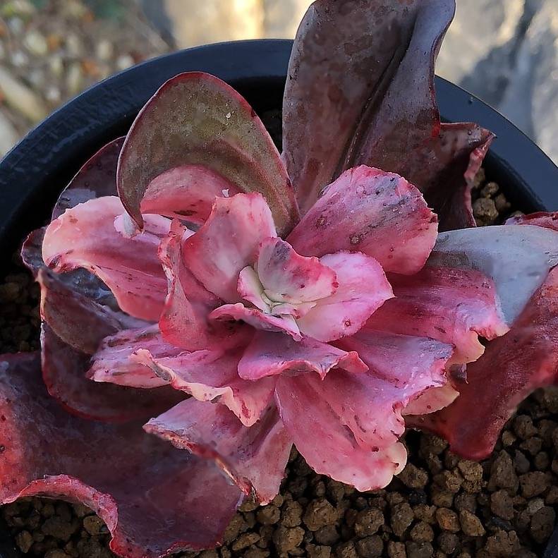 zorro succulent WHITE PEACOCK! Echeveria Zorro, Variegata